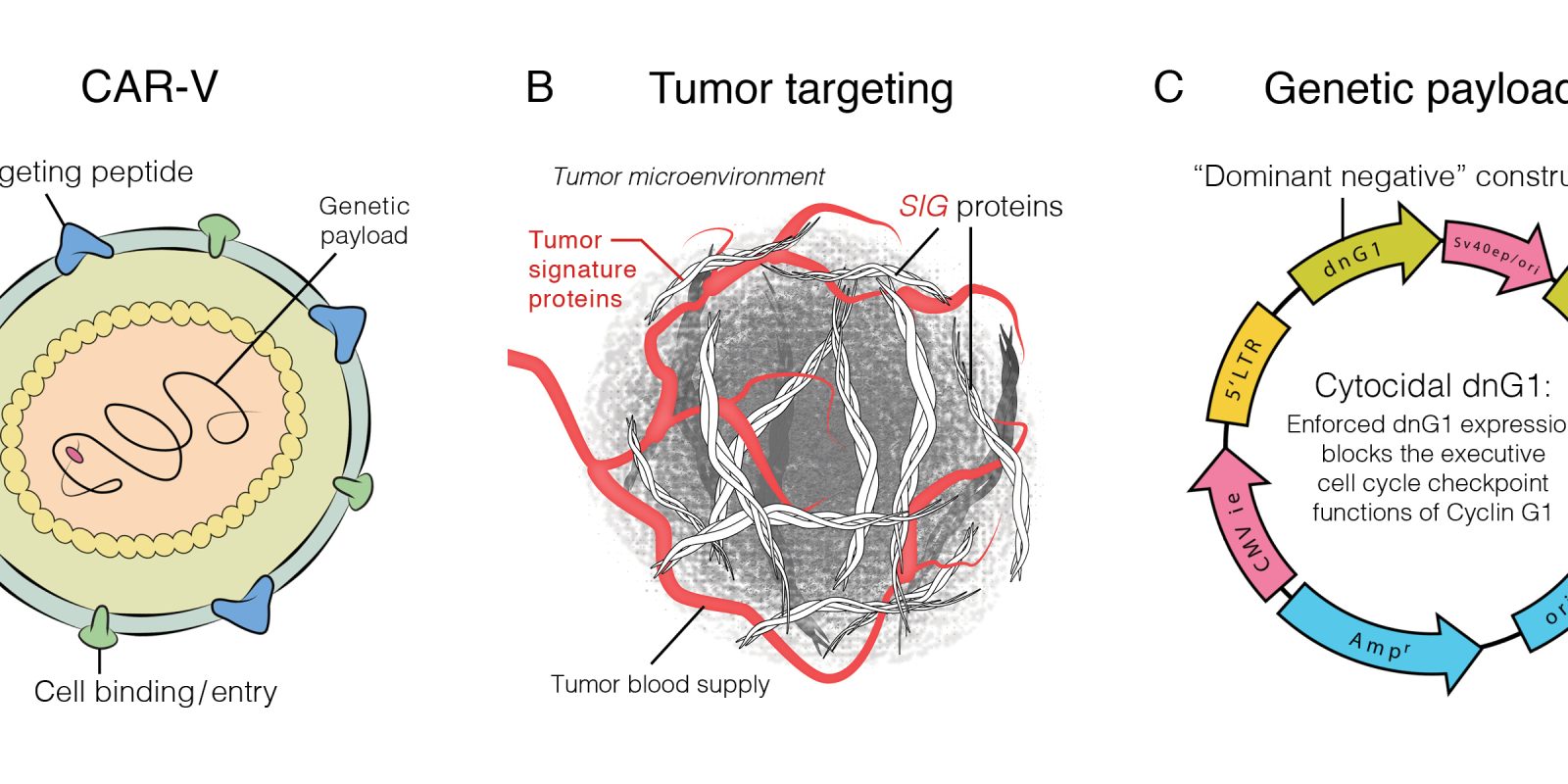 FDA Authorizes Injection of Tumor Targeted Gene Therapy Directly into Cerebrospinal Fluid for Leptomeningeal Disease